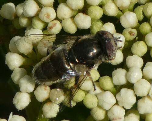Common Lagoon Fly photo 5