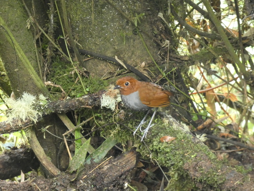 Grallaria rufocinerea