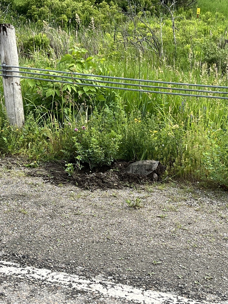 Common Snapping Turtle In June 2023 By Matt Lecompte INaturalist Canada   Large 