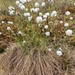 Tussock Cottongrass - Photo (c) dhope, some rights reserved (CC BY-NC)