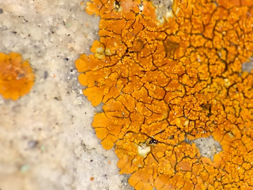 Caloplaca brouardii