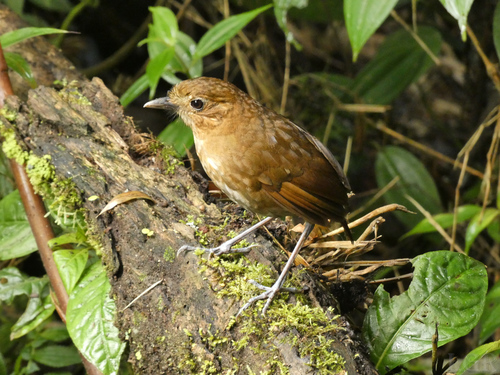 Grallaria milleri
