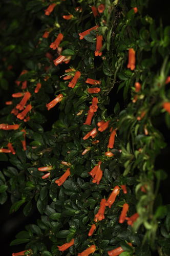 Besleria fallax