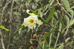 Sobralia virginalis, photograph (c) Oscar Marín, some rights reserved (CC BY-SA)