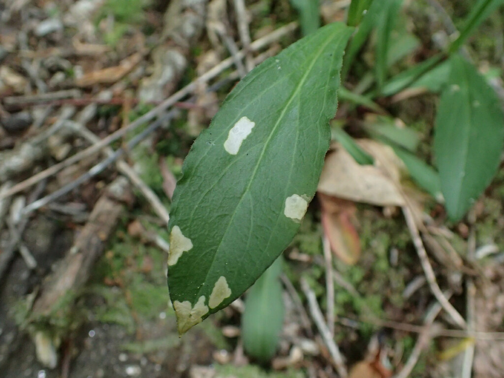 Coleophora apicialbella