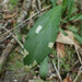 Coleophora apicialbella - Photo (c) Evan M. Raskin, some rights reserved (CC BY), uploaded by Evan M. Raskin