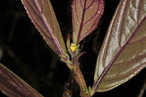 Columnea rubrocincta