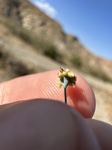 Image of Eriogonum reniforme by (c) Matt Berger, some rights reserved (CC BY)