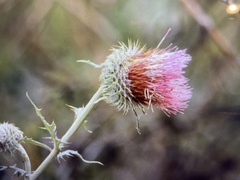 Cirsium subcoriaceum image