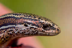 Oligosoma inconspicuum