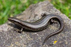 Oligosoma inconspicuum