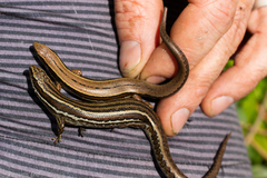 Oligosoma inconspicuum