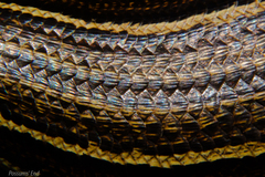 Oligosoma inconspicuum