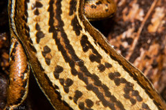 Oligosoma inconspicuum