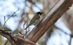Melithreptus affinis