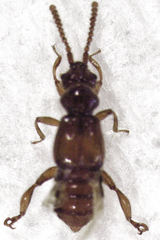 Sagola notabilis