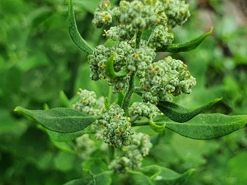 Chenopodium opulifolium image