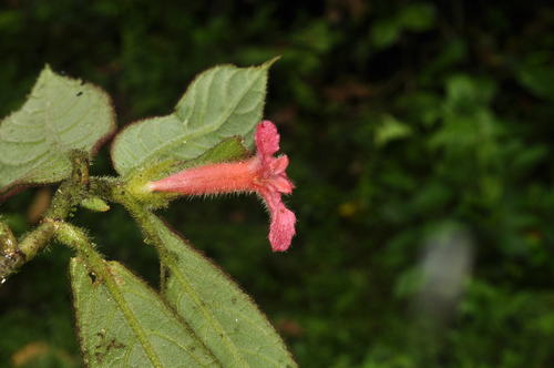 Columnea coronata