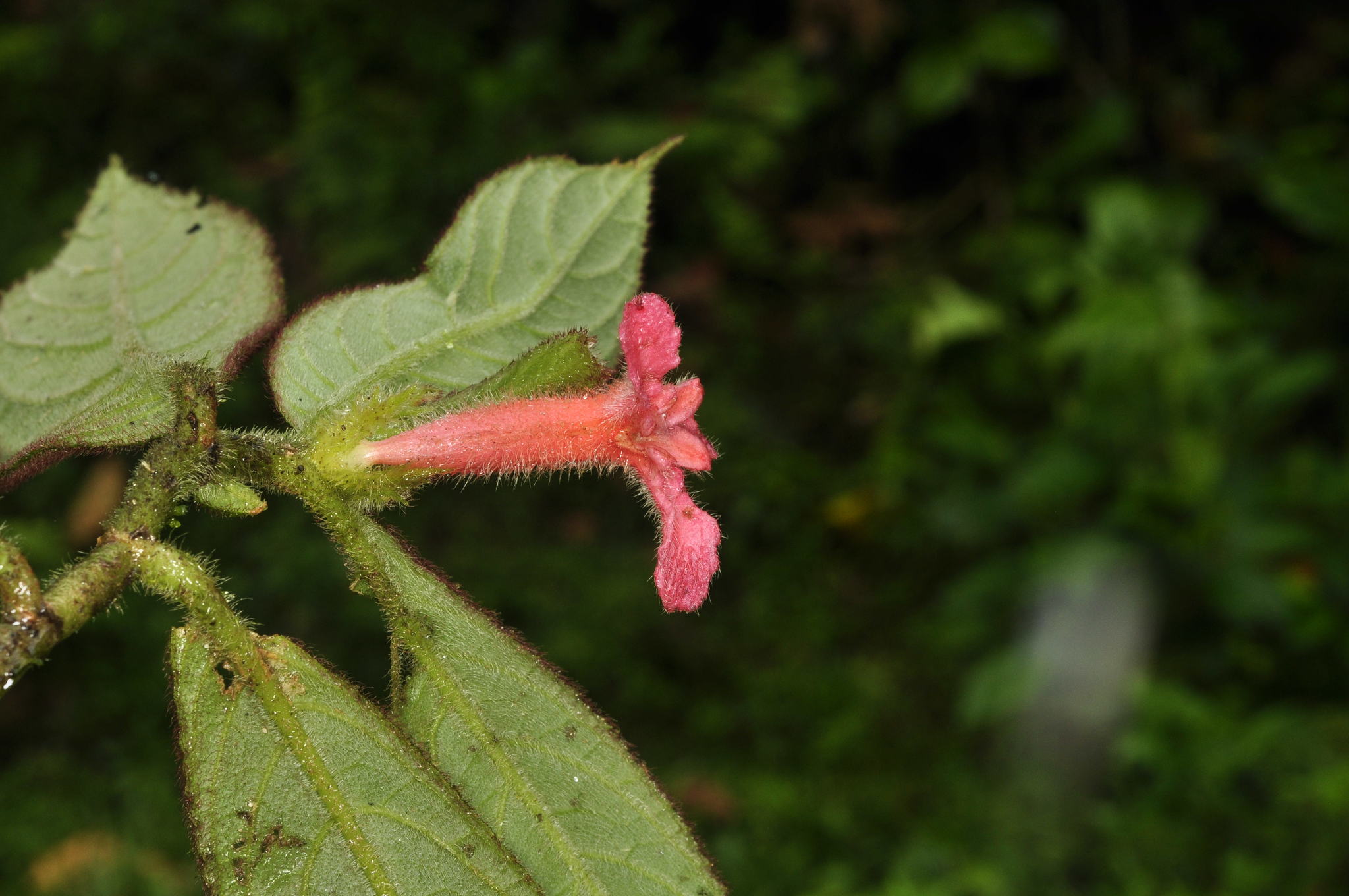 Columnea coronata