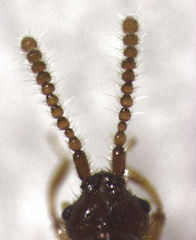 Sagola notabilis