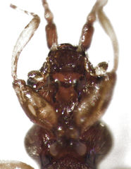 Sagola notabilis