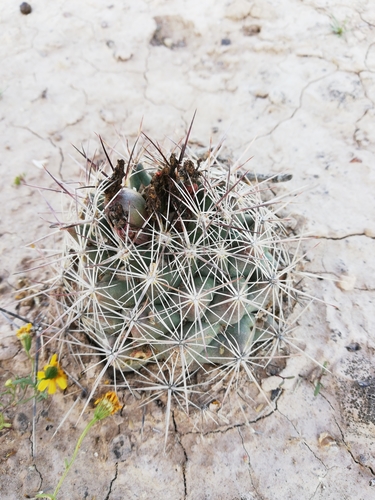 Coryphantha delaetiana
