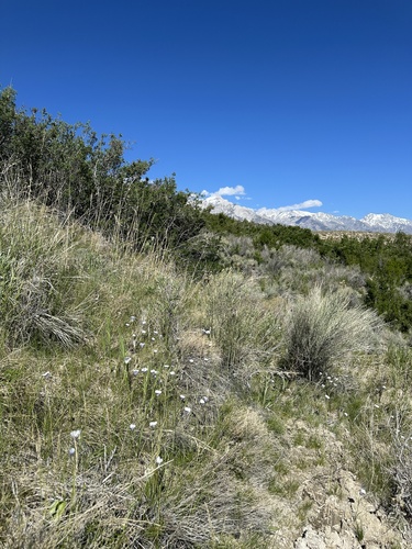 Image of Calochortus excavatus by (c) Matt Berger, some rights reserved (CC BY)