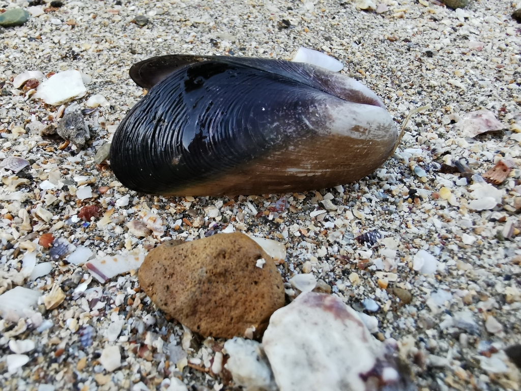 True Mussels from Panama City, Panama on June 12, 2023 at 0631 PM by