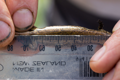 Oligosoma inconspicuum