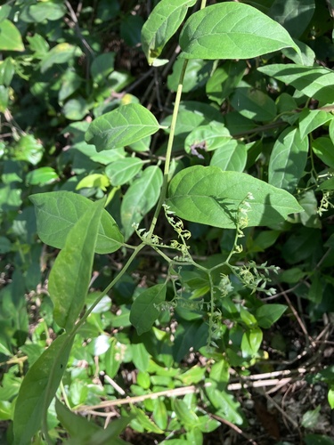 Myriopus volubilis, photograph 3