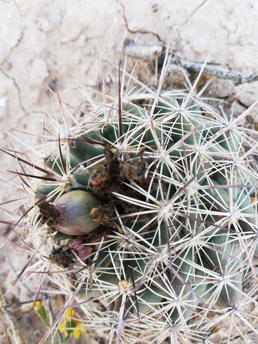 Coryphantha delaetiana