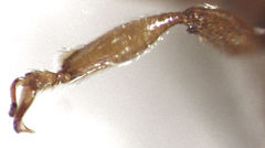 Sagola notabilis