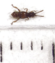 Sagola notabilis