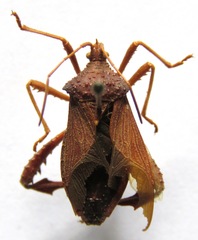 Acanthocephala bicoloripes