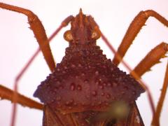 Acanthocephala bicoloripes