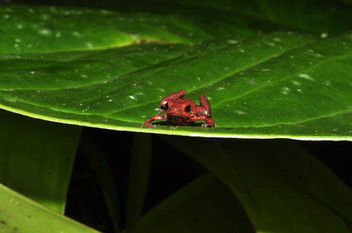 Andinobates opisthomelas