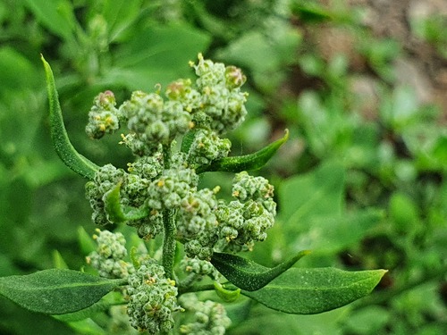 Chenopodium opulifolium image