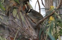 Melithreptus validirostris