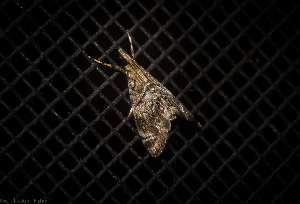 Hylebatis
