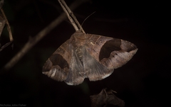 Bastilla solomonensis