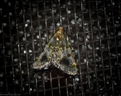 Arescoptera haplocala