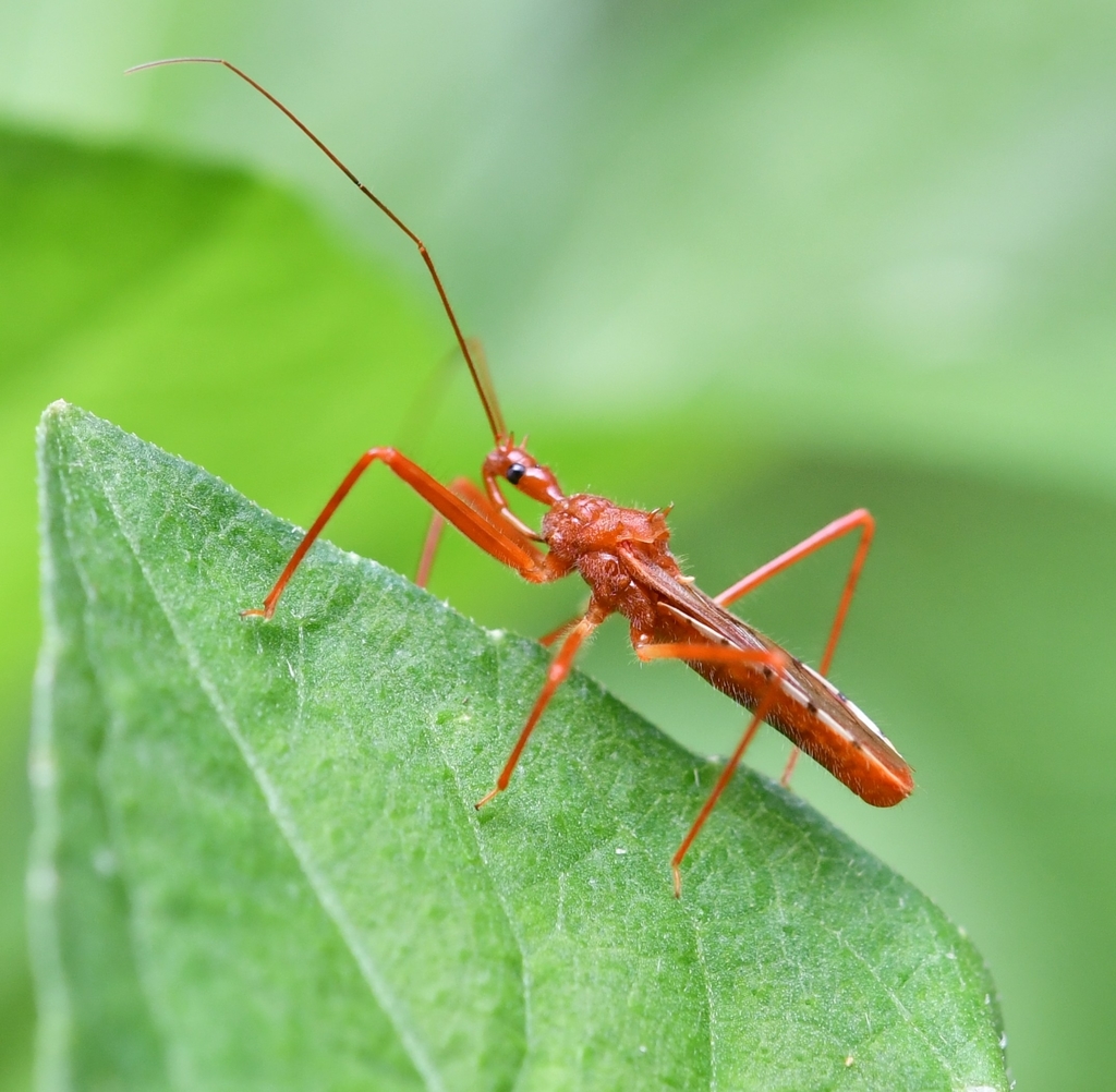 Rocconota tuberculigera