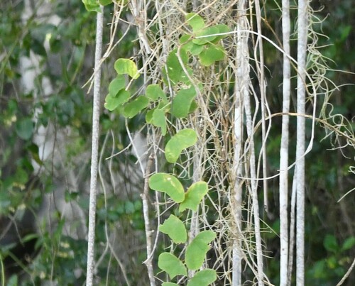 Image of Passiflora murucuja by (c) Zac Peterson, some rights reserved (CC BY)