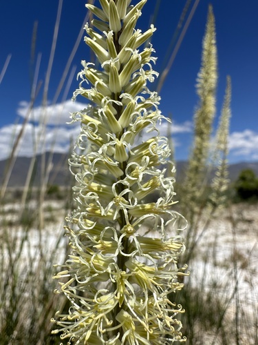 Image of Thelypodium crispum by (c) Matt Berger, some rights reserved (CC BY)