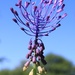 Tassel Hyacinth - Photo (c) Emilian Robert Vicol, some rights reserved (CC BY)