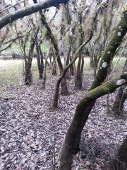 Fraxinus caroliniana