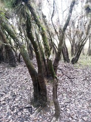 Fraxinus caroliniana