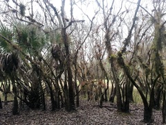 Fraxinus caroliniana