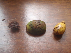 Anthocleista grandiflora