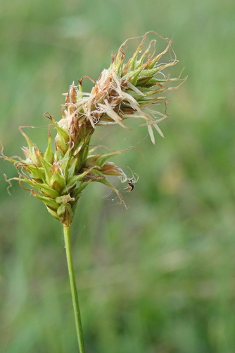 Image of Carex siccata by (c) Rob Foster, some rights reserved (CC BY)
